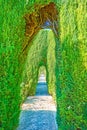 The arch in thuja trees, Generalife garden, Alhambra, Granada, Spain Royalty Free Stock Photo