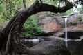 Arch tree over Haew Su Wat waterfall in Khaoyai National Park, Thailand Royalty Free Stock Photo