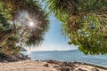 Arch tree with sunlight on the beach with tropical sea Royalty Free Stock Photo