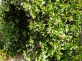 arch way of white flowering jasmine vine