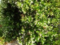 arch way of white flowering jasmine vine Royalty Free Stock Photo