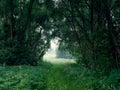 Arch window of the trees. fog at dawn Royalty Free Stock Photo