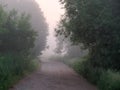 Arch window of the trees. fog at dawn Royalty Free Stock Photo