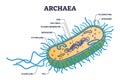 Archaea or archaebacteria detailed anatomical inner structure outline diagram