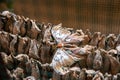 Archaeoattacus butterfly drying its wings and getting ready to fly Royalty Free Stock Photo