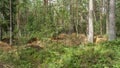 Archaeological excavation in a forest. A large plundering pit dug by archaeologist at an archaeological site