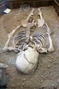 Archaeological excavations of an ancient human skeleton and human skull Royalty Free Stock Photo