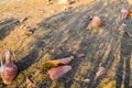 Archaeological excavations. Broken amphorae on the ground Royalty Free Stock Photo