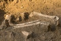 Archaeological excavations and finds bones of a skeleton in a human burial, a detail of ancient research, prehistory Royalty Free Stock Photo