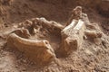 Archaeological excavations and finds bones of a skeleton in a human burial, a detail of ancient research, prehistory Royalty Free Stock Photo