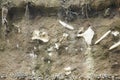Archaeological excavations and finds bones of a skeleton in a human burial, a detail of ancient research, prehistory. Royalty Free Stock Photo