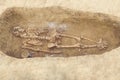 Archaeological excavations man and finds bones of a skeleton in a human burial, a detail of ancient research, prehistory Royalty Free Stock Photo