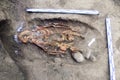 Archaeological excavations man and finds bones of a skeleton in a human burial; working tool; ruler; a detail of ancient researc Royalty Free Stock Photo