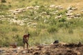 Archaeological excavations of the Russian Geographical Society at the site of the Scythian kurgan