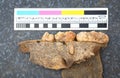 Archaeological find - the remains of the jaw of medieval animal