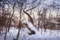 Curved oak in a forest in the archaeological park `Argamach` near Yelets town in the winter, Russia Royalty Free Stock Photo