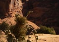 Yucca plant used by Navajo for food and basket weaving Royalty Free Stock Photo