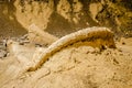 Archaeological site - Kostolac , -Viminacium - Mammut Park