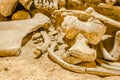 Archaeological site - Kostolac , -Viminacium - Mammut Park Royalty Free Stock Photo