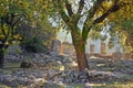 Archaeological Site of Olympia, Greece. Royalty Free Stock Photo