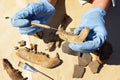 The archaeologist carefully cleans with a scraper a find - part of the bear`s jaw Royalty Free Stock Photo