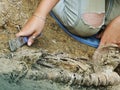 Archaeologist excavates bones in cemetery Royalty Free Stock Photo