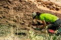 Archaeologist woman working in antique fort, Zamora