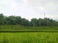 History of paddy fields according to archaeologists