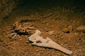 Archaeology excavation of a crocodile skeleton bury in the sand