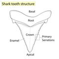 Archaeology, Ichthyology. Structure tooth shark isolated on a white background. Dental, medicine and fish. anatomical