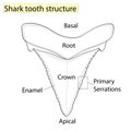 Archaeology, Ichthyology. Structure tooth shark isolated on a white background. Dental, medicine and fish. anatomical