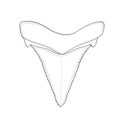 Archaeology, Ichthyology. Tooth shark isolated Object on white background. Royalty Free Stock Photo