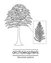 Archaeopteris