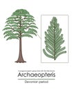 Archaeopteris, the earliest known woody tree Royalty Free Stock Photo