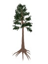 Archaeopteris prehistoric tree - 3D render Royalty Free Stock Photo