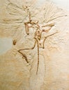 Archaeopteryx