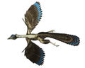 Archaeopteryx bird dinosaur flying - 3D render Royalty Free Stock Photo