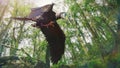 Archaeopteryx, bird-like dinosaur flying through the forest Royalty Free Stock Photo