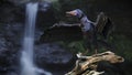 Archaeopteryx, bird-like dinosaur from the Late Jurassic period bathing near a small waterfall