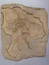 Archaeopteryx Fossil Bird lithographica from Jurassic Lithographic deposit of Bavaria, Germany Royalty Free Stock Photo