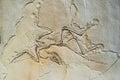 Archaeopteryx fossils