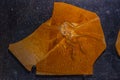 archaeopteryx fossils discovered in Germany