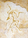 Archaeopteryx lithographica