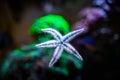 Sand sifting starfish archaster typicus moving through the glass of a reef aquarium