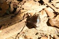 Common archduke on some dried leaves