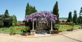 Arched constructionr covered with colorful lilac purple drooping wisteria flowers over a stairs pathway leading to a house Royalty Free Stock Photo