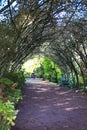 Arched garden hallway (garden pergola) of climbing plants