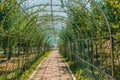 Arched metal trellis in public park Royalty Free Stock Photo