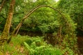 Arched tree in Hartburn Glebe Woods Royalty Free Stock Photo