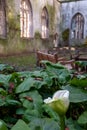 The ruins of St Dunstan in the East Church in the City of London UK. The historic church was bombed and destroyed in WW2.